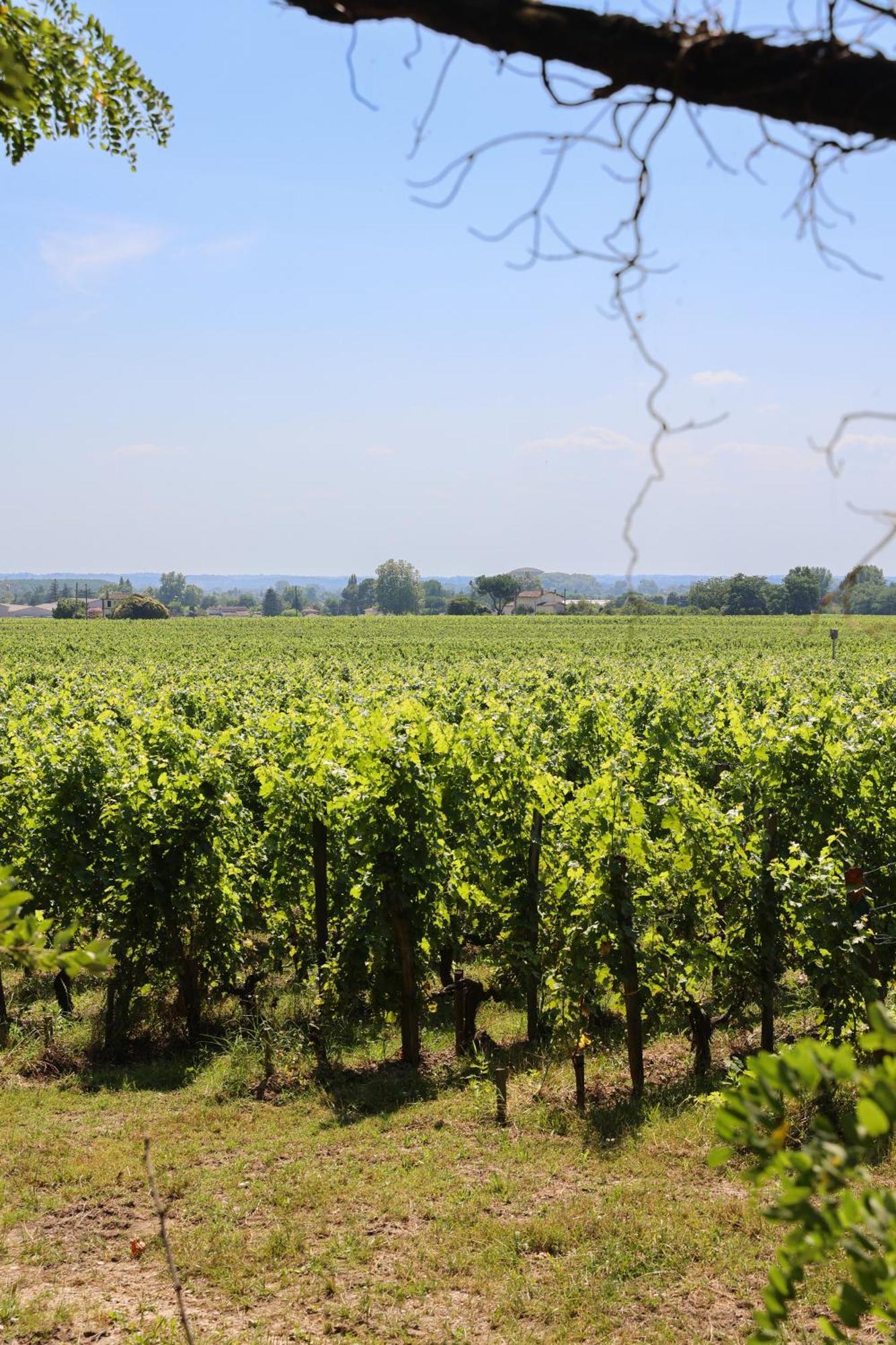 Chateau Hotel Grand Barrail Saint-Émilion Zewnętrze zdjęcie